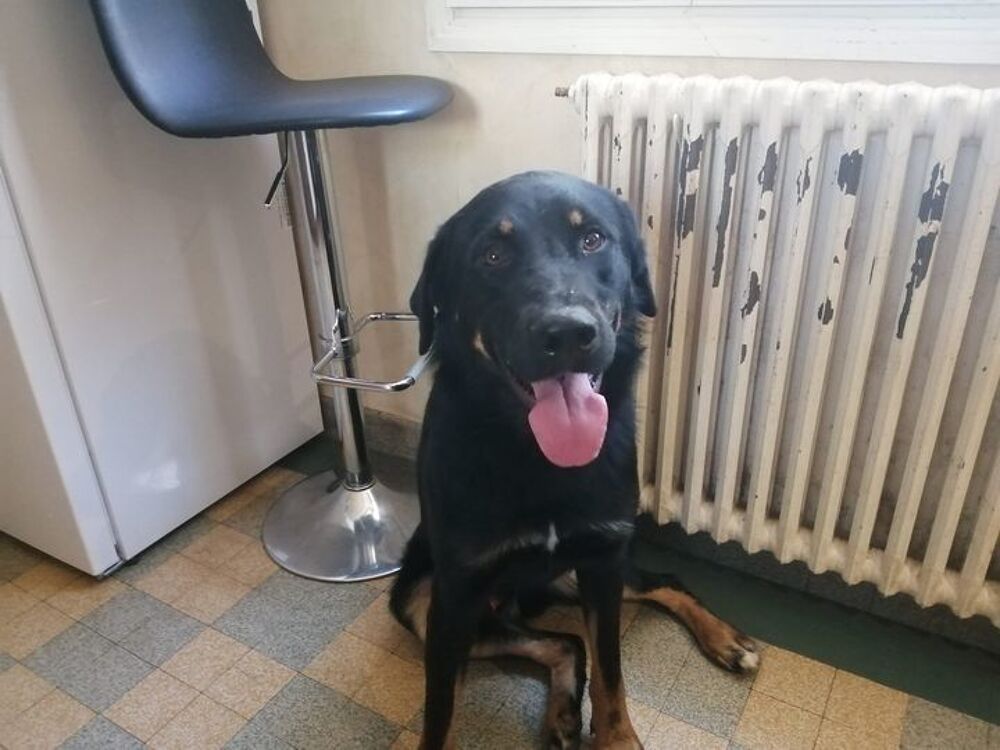   Chien JUNIOR  l adoption 