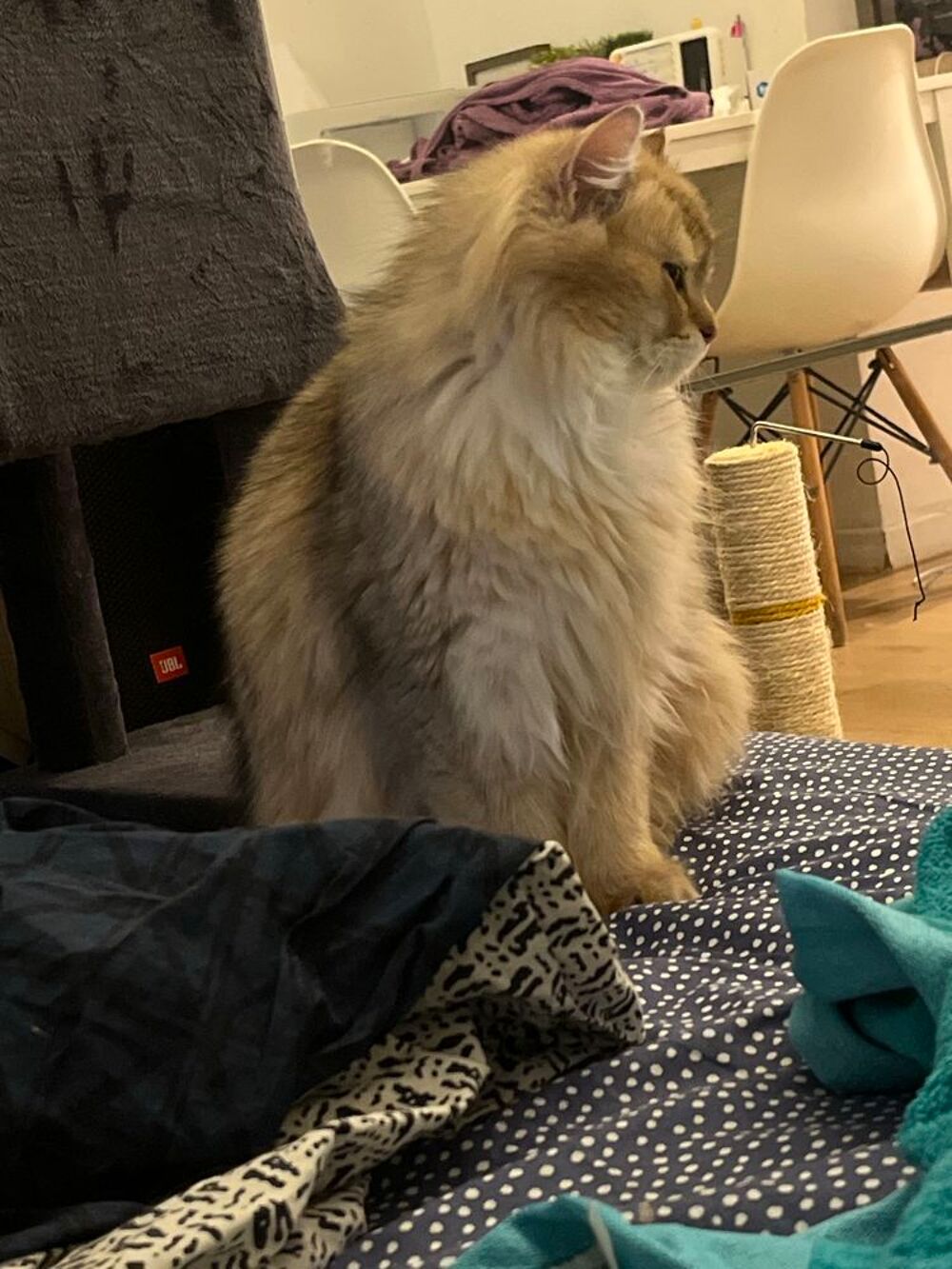 Vente Autre chat pure race british longhair Nice