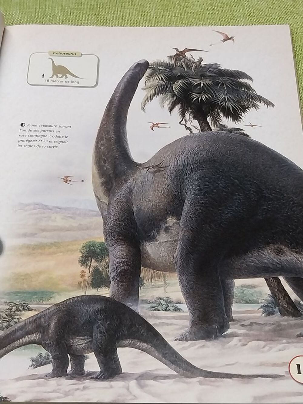 Dinosaures le livre de tous les secrets Rupert Matthews Livres et BD