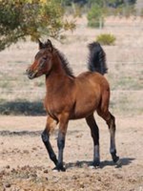   HAZYM AL RIUS, un magnifique poulain PSAR 