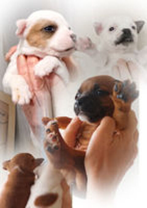   chiots staffies ,origines itcheboren , sérious-staff 