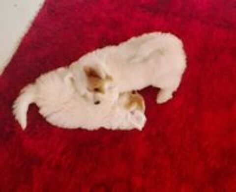   Chiot coton de tuléar 