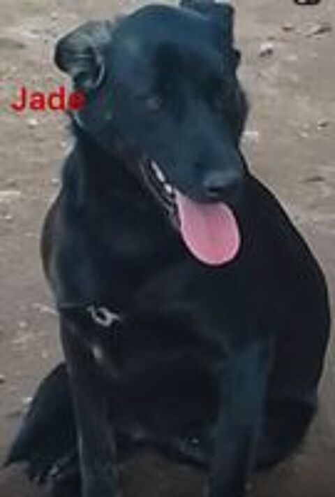   JADE SE TROUVE DANS UN REFUGE AU MAROC 