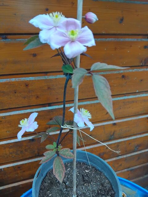 Cl�matite des montagnes
Pas d'envoi. 7 Richemont (76)