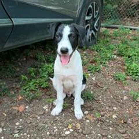   ✨️ TANIN ✨️ 🐶 