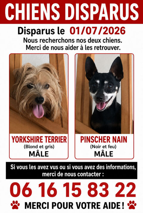 Deux chiens disparus 0 31220 Cazères