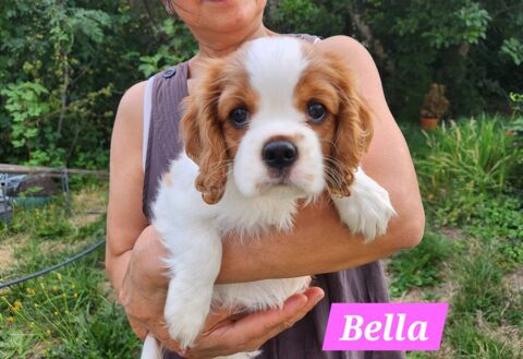 Chiots Cavalier King Charles femelles LOF 1500 68140 Soultzeren