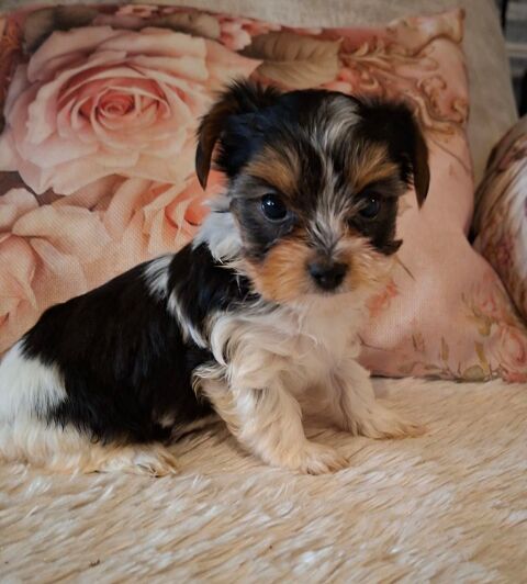  b&eacute;b&eacute;s  yorkchers BIEWER 1150 24110 Manzac-sur-vern