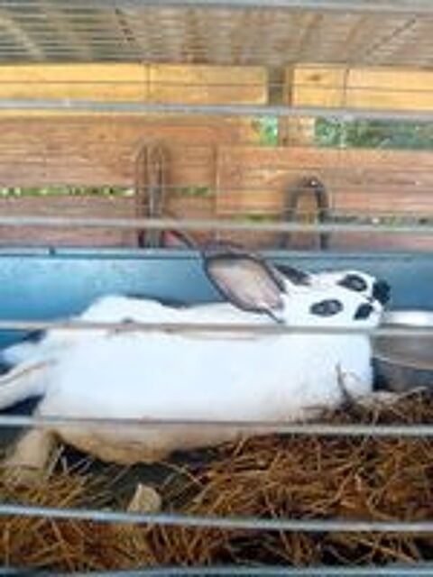   Lapin papillon  