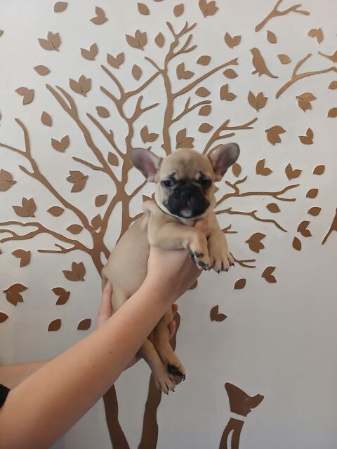 Chiots bouledogue fran&ccedil;ais 850 87460 Saint-julien-le-petit