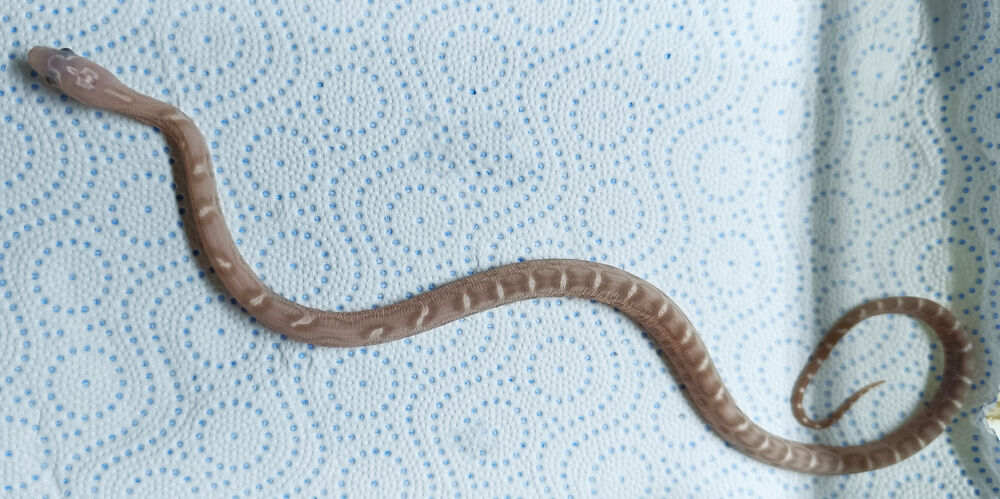   ? CESSATION ÉLEVAGE ? élaphes SCALELESS dès 65 €/pièce 