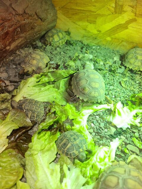Tortue de terre 150 62160 Bully-les-mines