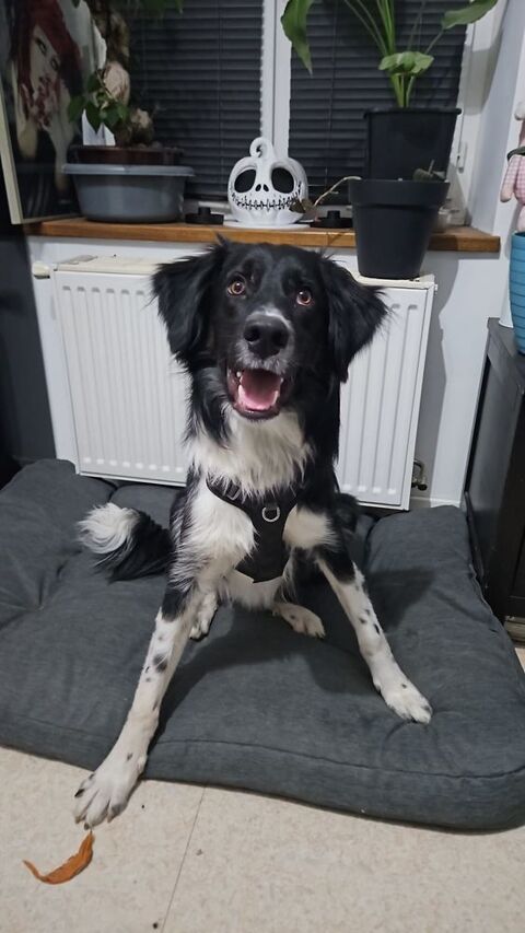 PLACEMENT JEUNE BORDER COLLIE 300 38470 Varacieux
