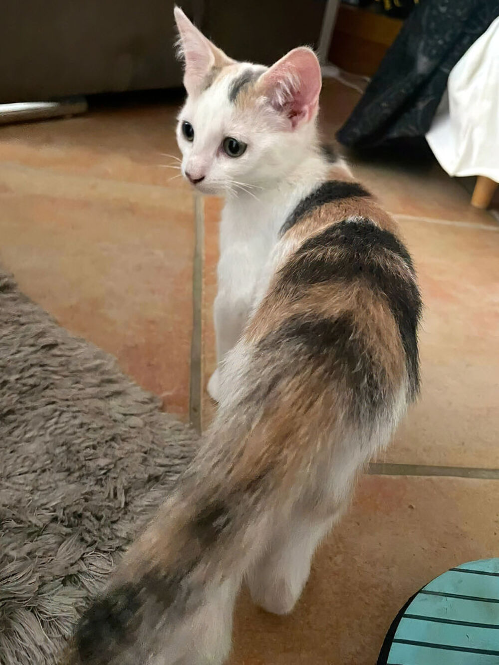   TARA 