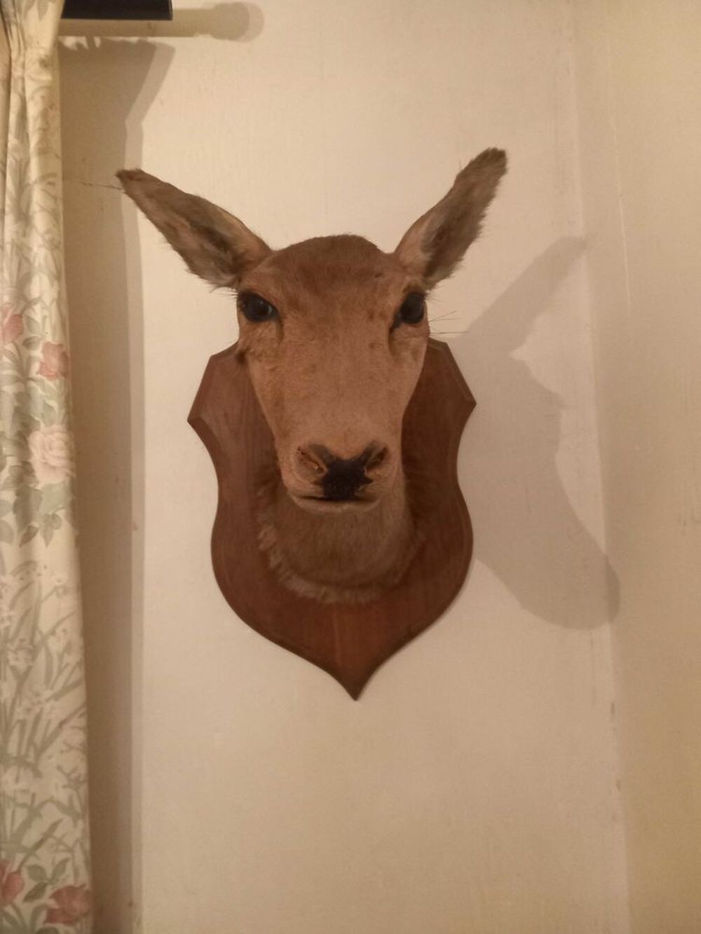 troph&eacute;e biche 
