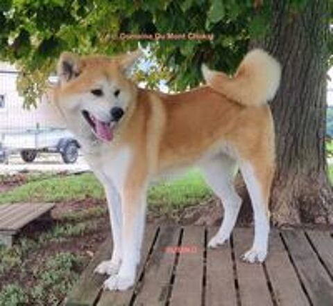   Chiot Akita Inu  Domaine du Mont Chokai levage en Franche Comt  