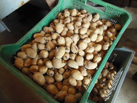 Pommes de terre 2023 non traites consommation ou semence 1 Dortan (01)