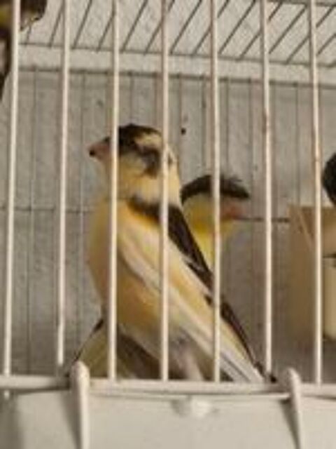   Couples de canari  