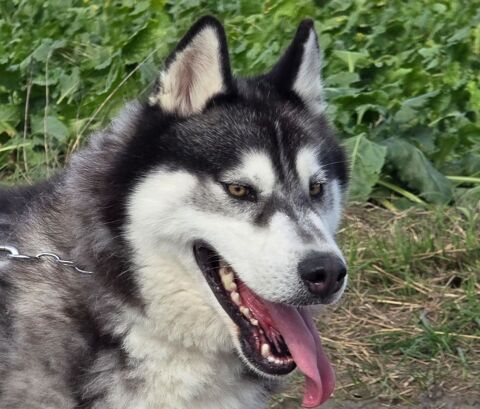 BOJKA husky 4 ans 280 59300 Aulnoy-lez-valenciennes