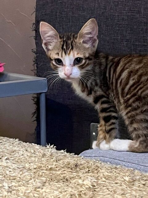 Chat THELMA &agrave; l adoption 120 07370 Arras-sur-rhône