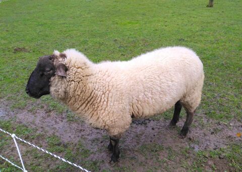 Blin bélier mouton reproducteur 180 14680 Bretteville-sur-laize