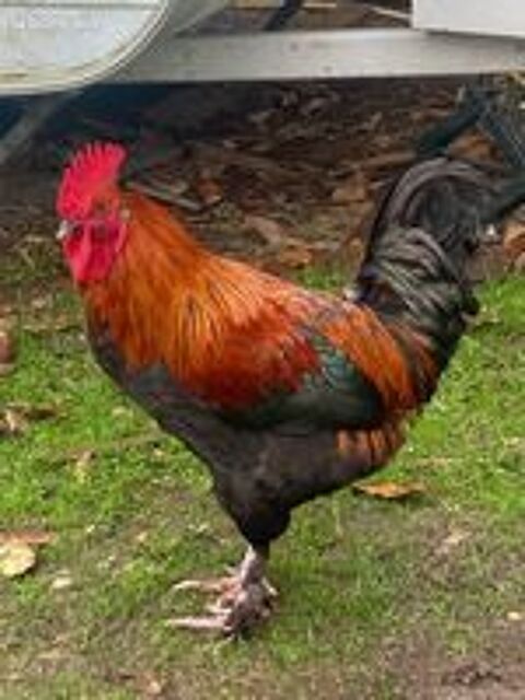   Coq Marans et Coq Araucana x Marans 