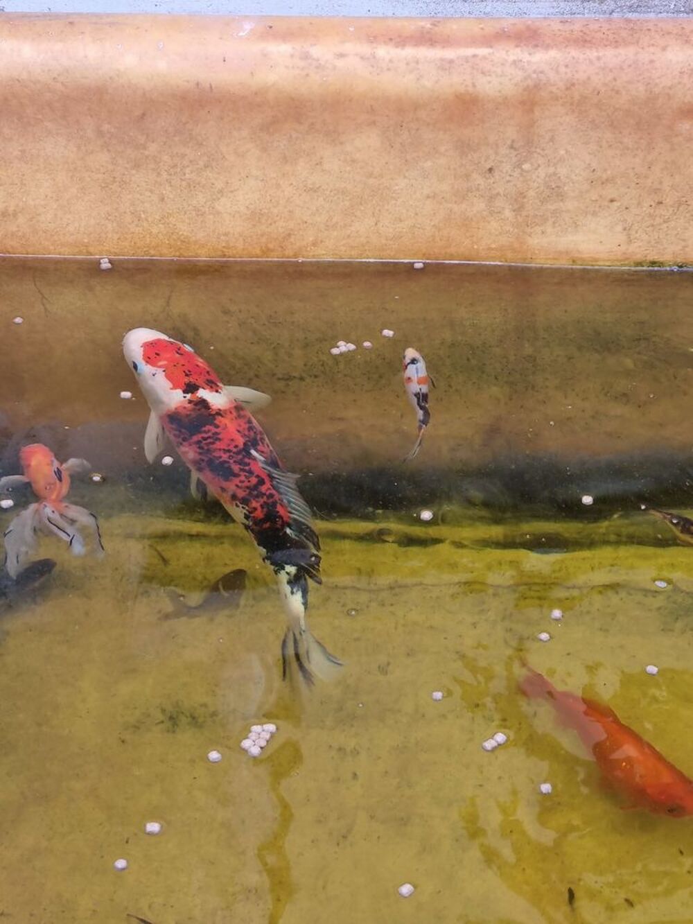  Poisson de bassin de différentes tailles et couleurs 
