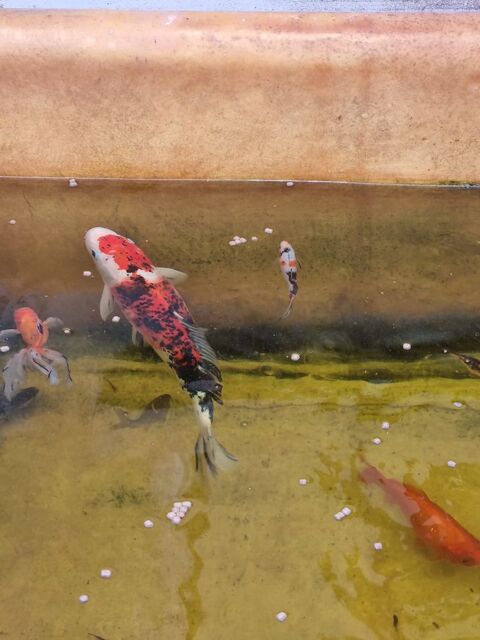 Poisson de bassin de différentes tailles et couleurs 59290 Wasquehal