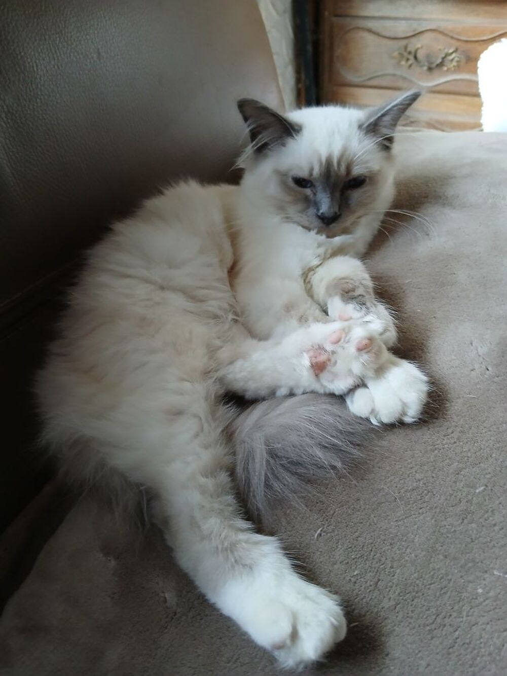   chaton sacré de birmanie 950e mâle Loof 