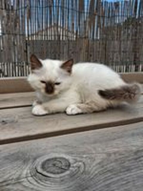   Chaton sacré de Birmanie  