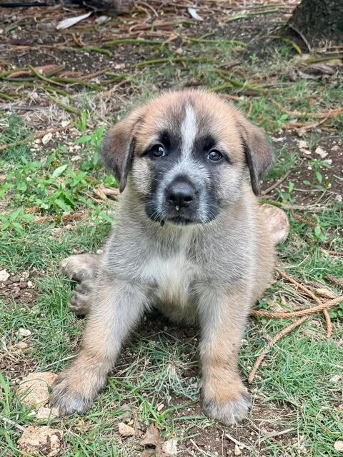 Hélios, mâle croisé berger, né le 10/03/2025 &#128054; 300 95000 Boisemont
