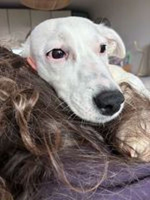   Snoop est à l'adoption 