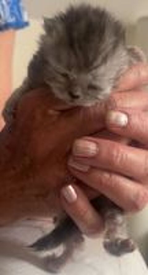   Chatons persans non Lof 