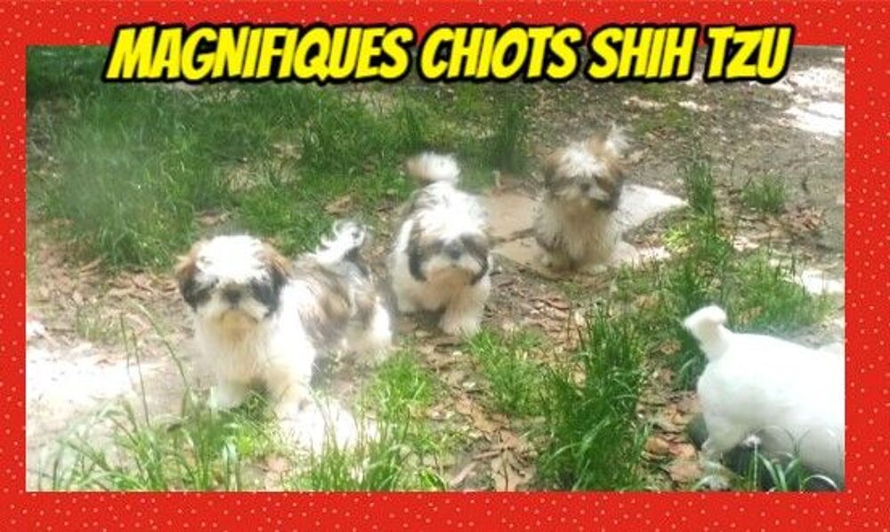   ADORABLES Chiots SHIH TZU 