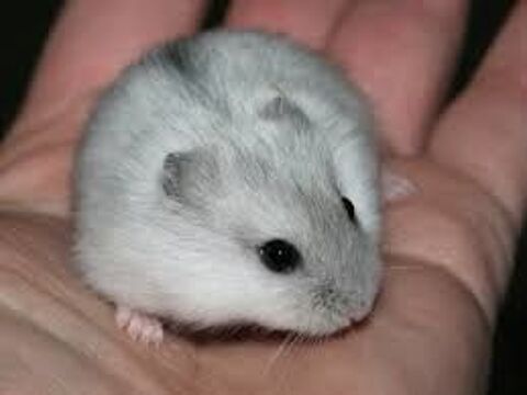 Hamster russe femelle (4 mois ) Sauvetage 0 26790 Suze-la-rousse
