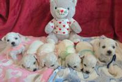   Chiots bichon frisé non LOF  