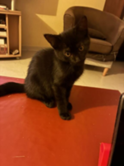   Adoption Bagheera 