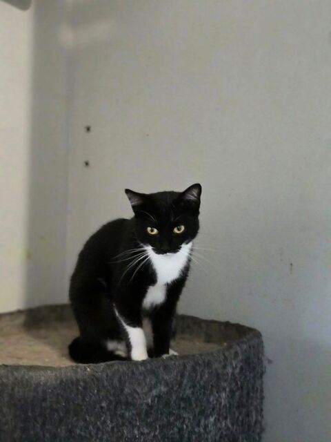 VEDETTE 210 27140 Amcourt