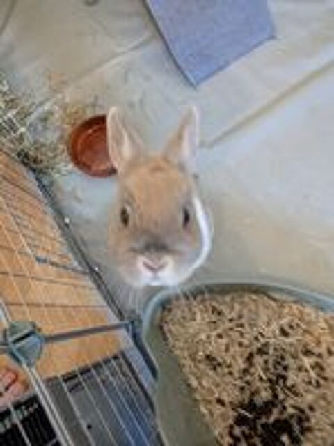   BULLE, adorable lapereau nain � adopter via l'association UMA 