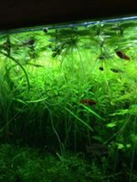   Plante aquarium grenouillette 
