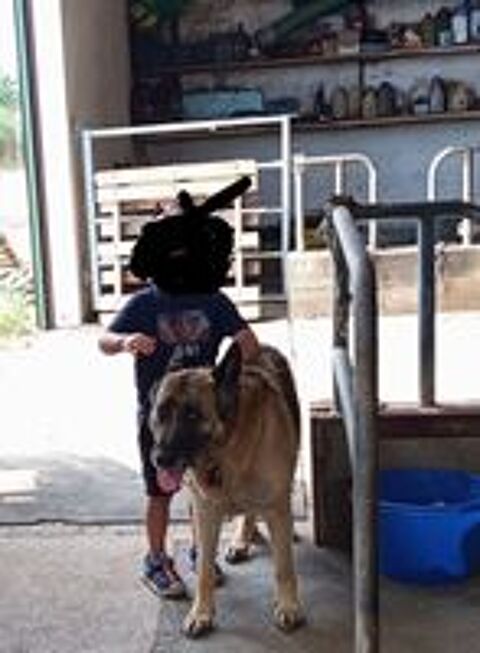   Chienne Berger Allemand 