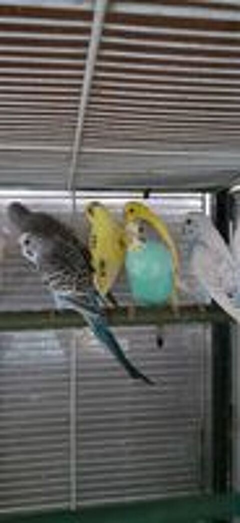   OISEAUX DE CAGES ET DE VOLIÈRES  