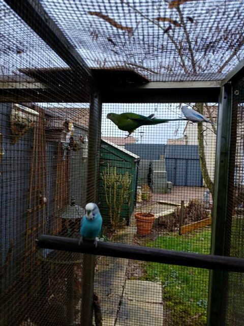 une femelle baraband 50 85110 Sainte-c�cile