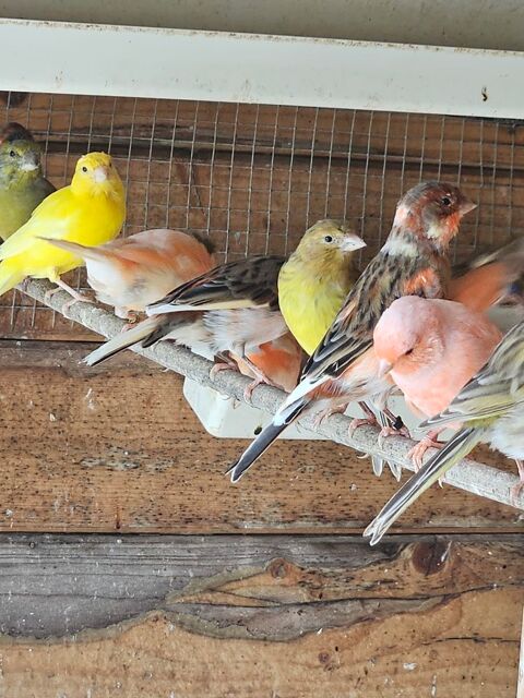 Canaris 40 17250 Saint-sulpice-d'arnoult