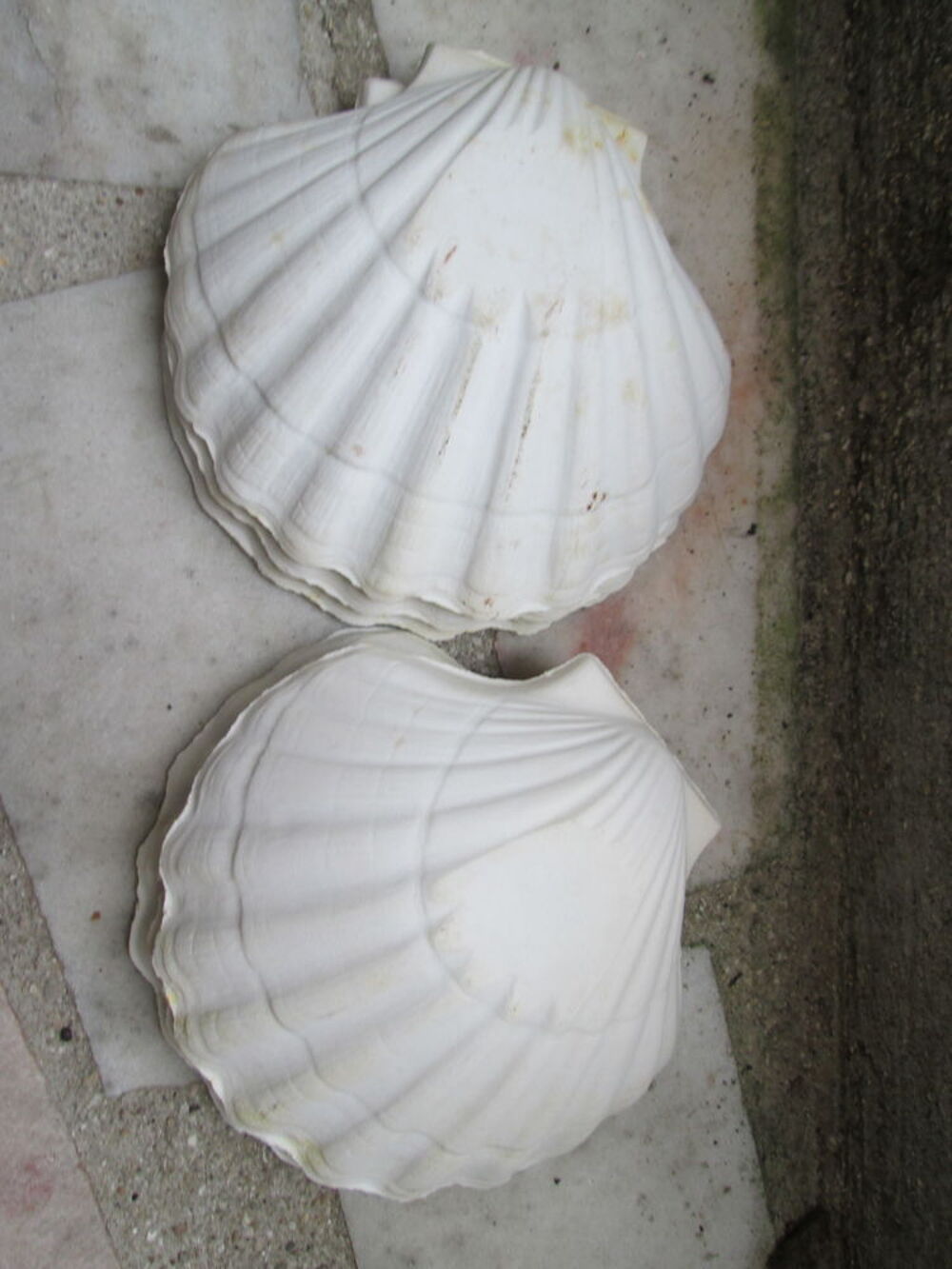 6 Coquilles St Jacques Dcoration