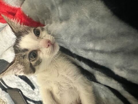 chaton b&eacute;b&eacute; 650 93200 Saint-denis