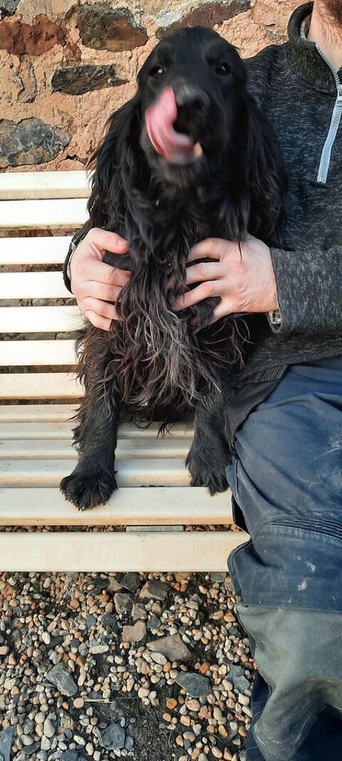 Type Cocker 600 50680 Airel