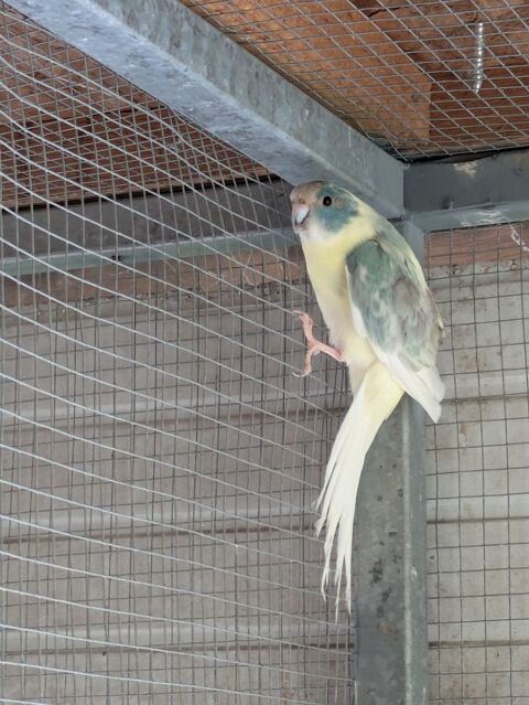 Kakariki femelle 60 16590 Brie