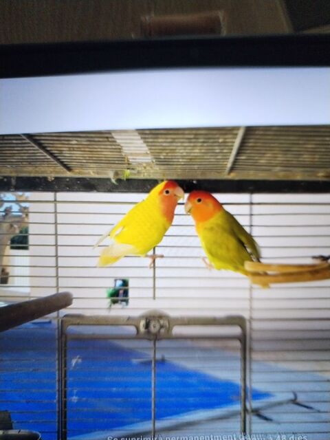 Oiseaux ins&eacute;parables plus cage 180 66490 Saint-jean-pla-de-corts