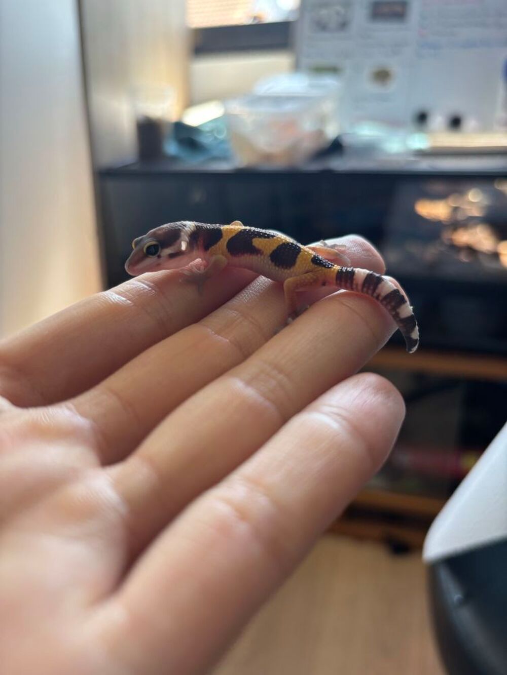 Gecko l&eacute;opard Accessoires